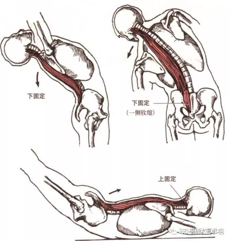 医学屈髋动作图解图片