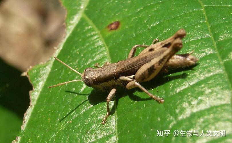 【动物界全系列】蝗总科—癞蝗科（下）：疙蝗 - 知乎
