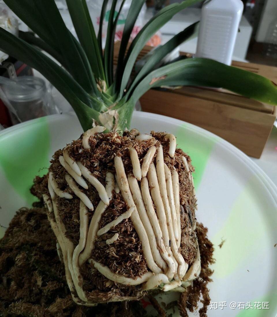 肉质根系的花卉,大家一定要了解它们最基本的特点,对于君子兰,兰花