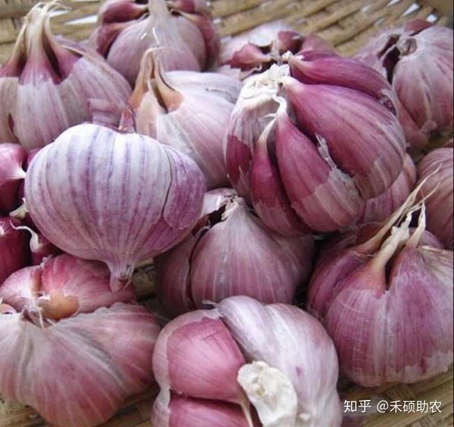 1998年阿城大蒜基地被中国特产学会授予"中国北方大蒜之乡"称号,2008