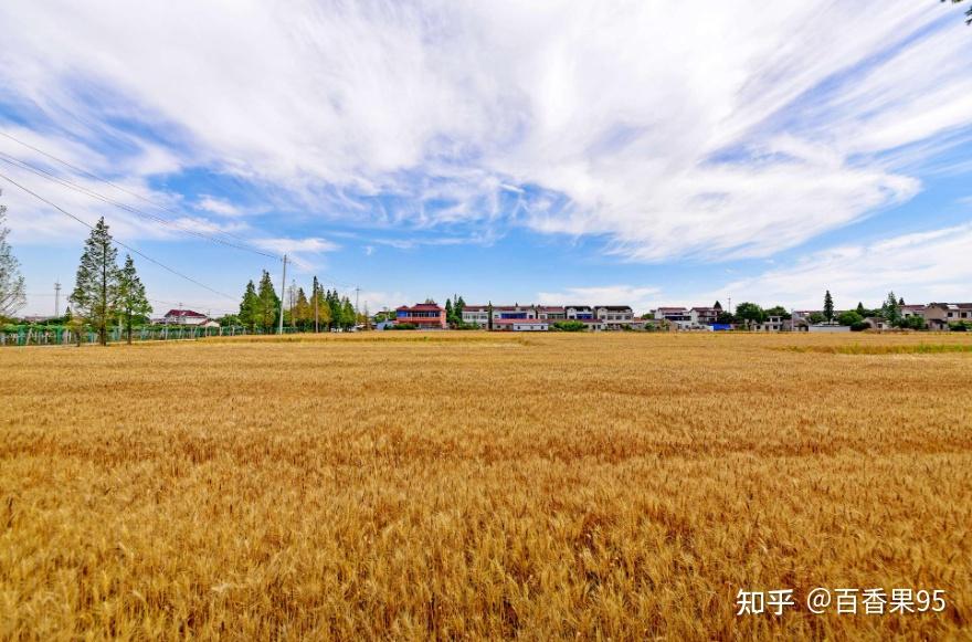 最忆老家麦收时 - 知乎