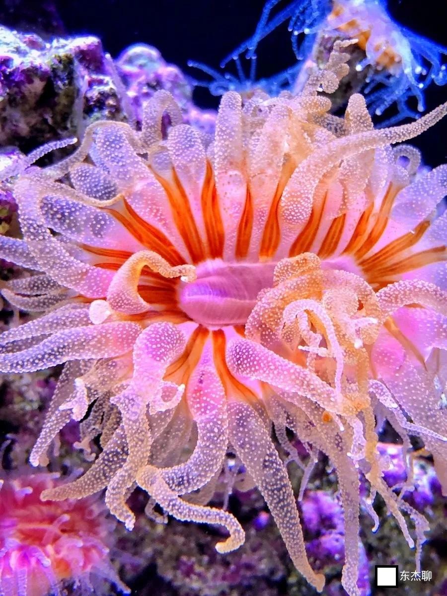 海缸里说的nps珊瑚是什么 Nps珊瑚怎么饲养 知乎