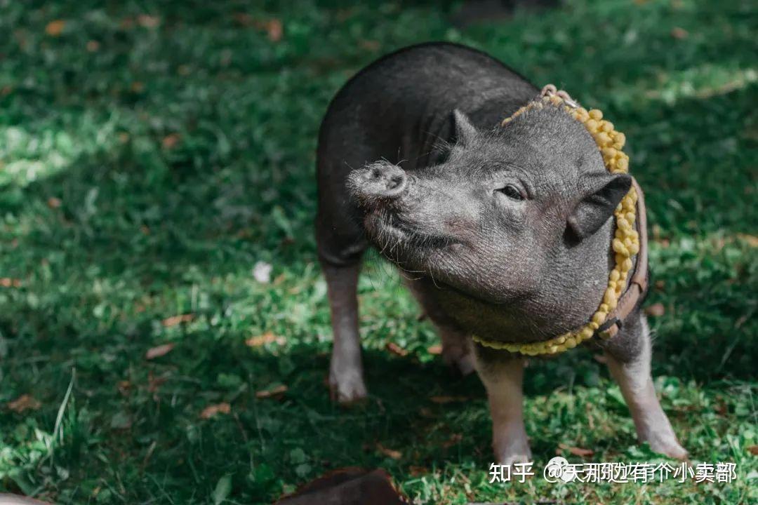 一只特立独行的猪-1 - 知乎