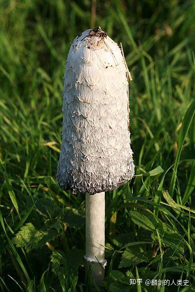 【地球生物全系列——从单细胞到人类】伞菌目—鬼伞科 - 知乎