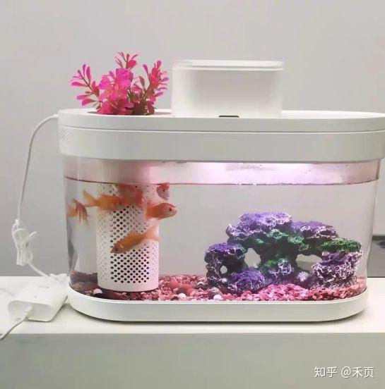 小米画法几何生态鱼缸怎样