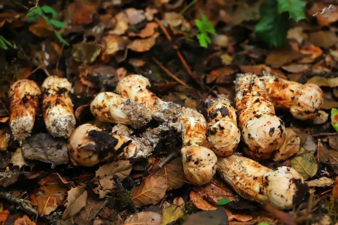 v2-d942fcd5a720adb69bb150daa395da3a_1440w.jpg?source=172ae18b