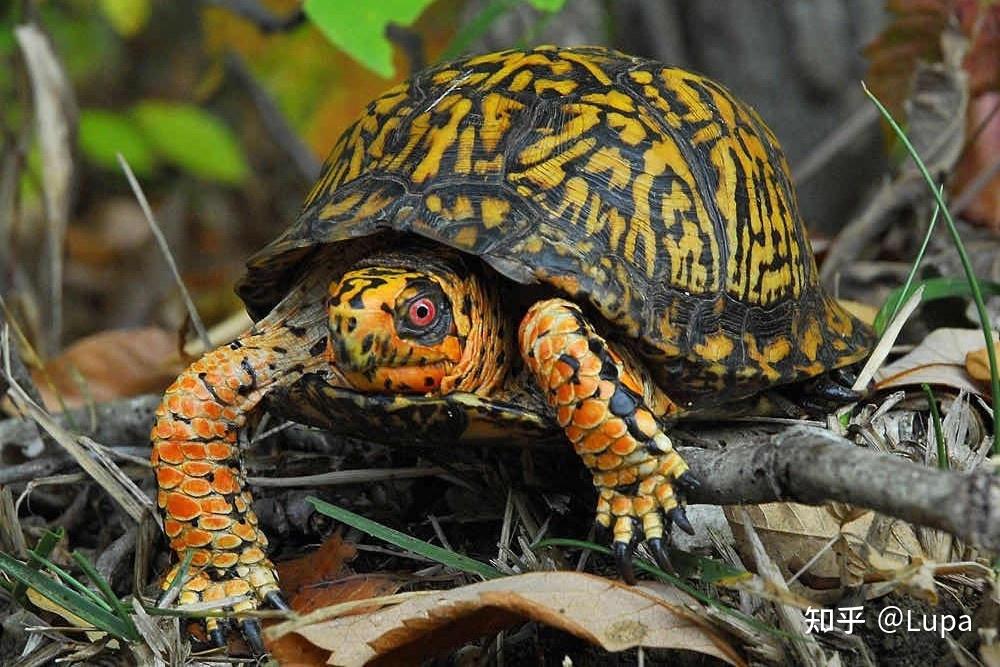 按价格排序常见观赏龟类推荐半水龟篇