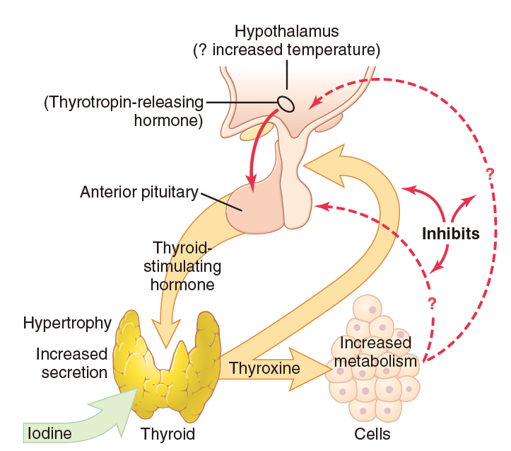 所谓下丘脑-腺垂体-甲状腺轴的调节,用一幅图就可以概括:为了维持体内