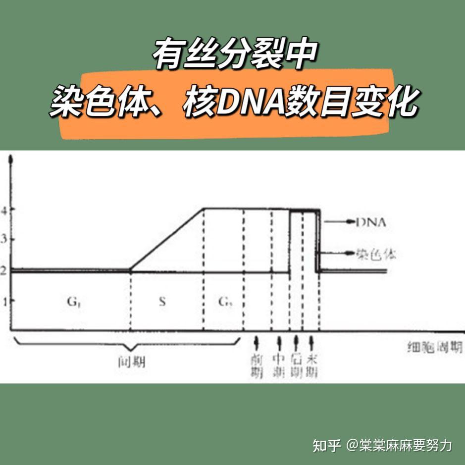 减数分裂染色体,核dna数目变化曲线图,柱状图分析