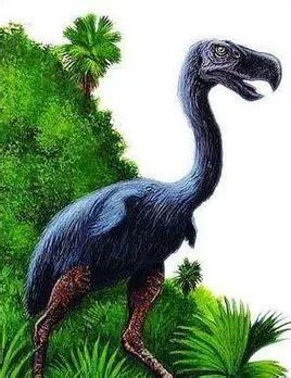 鸟类也曾制霸草原——恐鹤王朝的兴衰