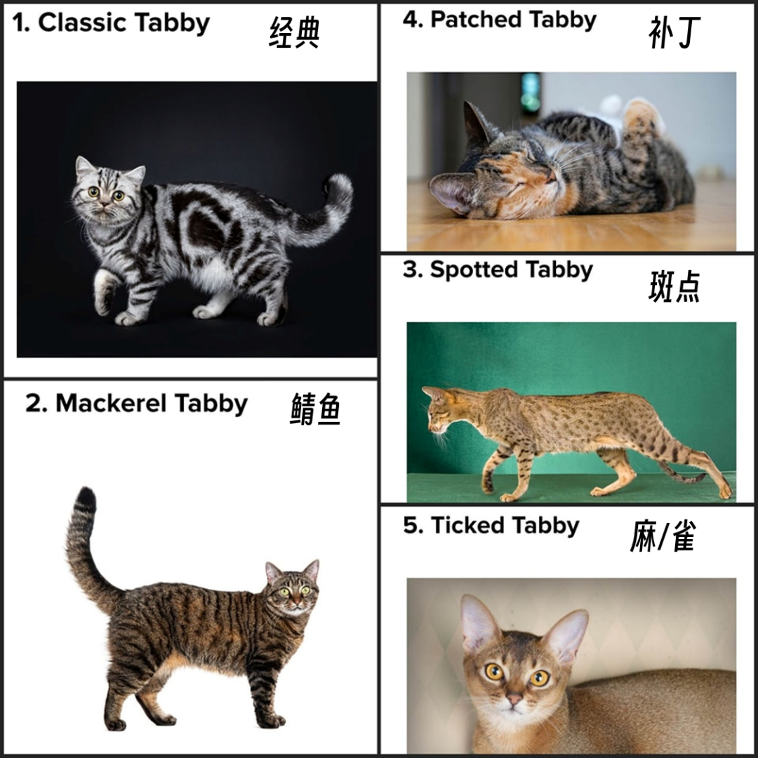 猫咪毛色主要有两种颜色:① 橘/红色基因oo位于x染色体上,显性o就会让