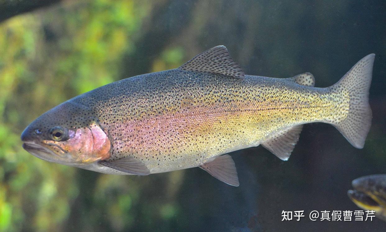 三倍体虹鳟鱼是神马？ - 知乎