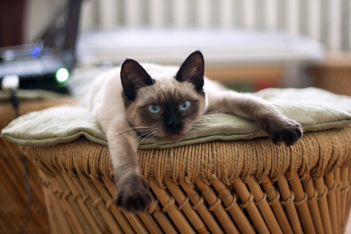 6 款猫咪超爱玩的diy 玩具 知乎 6 款猫咪超爱玩的diy 玩具 知乎