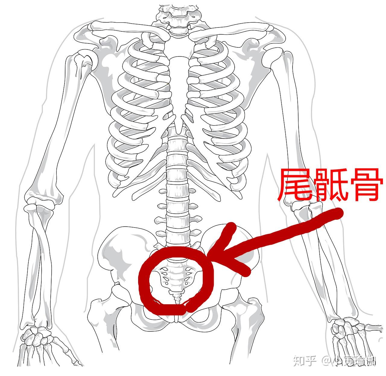 尾骨的准确位置图图片