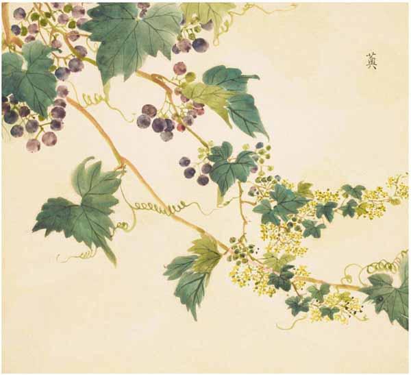 《诗经》里87种唯美植物,你知道它们长什么样吗? - 知乎