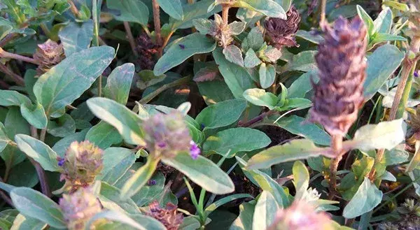 云南常见中草药科普