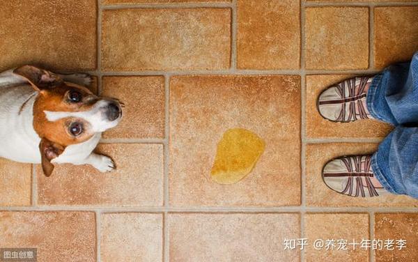 三种方法训练狗狗定点排便,幼犬成犬都适用! - 知乎
