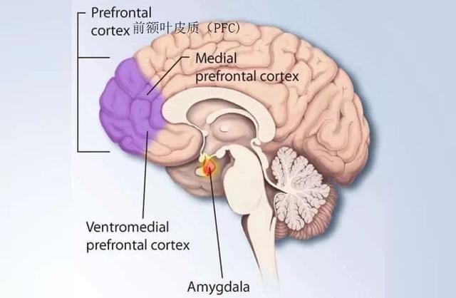 眶额皮质(ofc)和前额叶皮质(pfc)与味觉享受方面的加工有关.