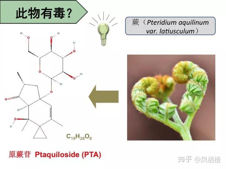 蕨菜致癌这是真的吗