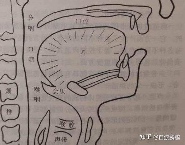 错误发声纠正系列(1):喉音 知乎
