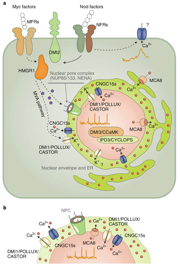 第二信使——钙离子（二） - 知乎