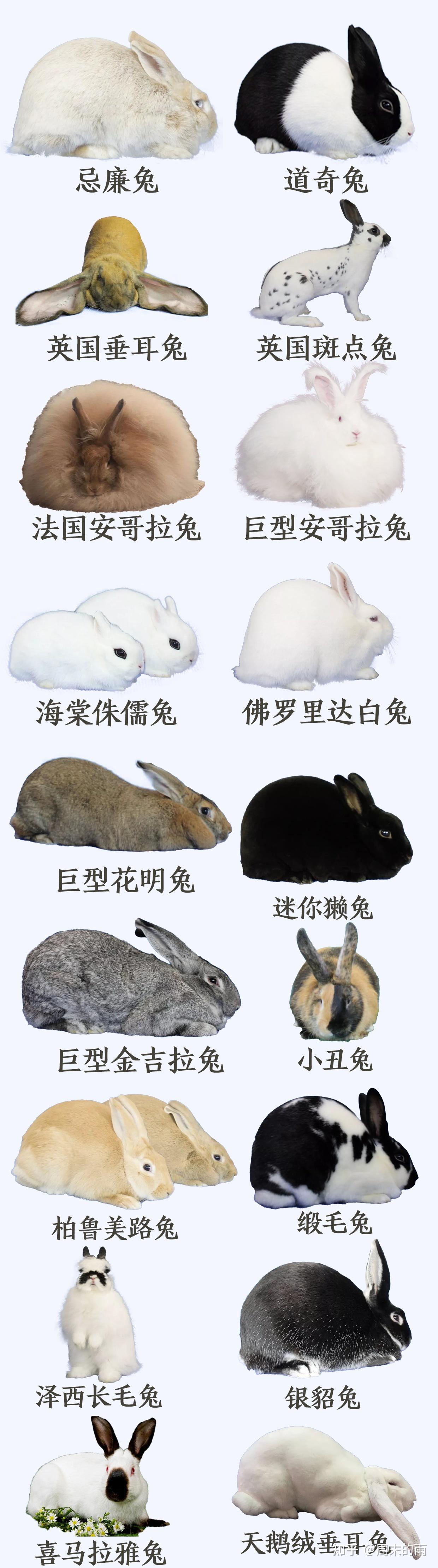 培育品种——浙系长毛兔