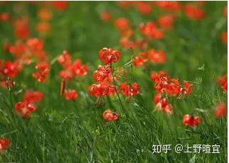 草原最美的花 红红的萨日朗是什么花 萨日朗花花语 热啊网