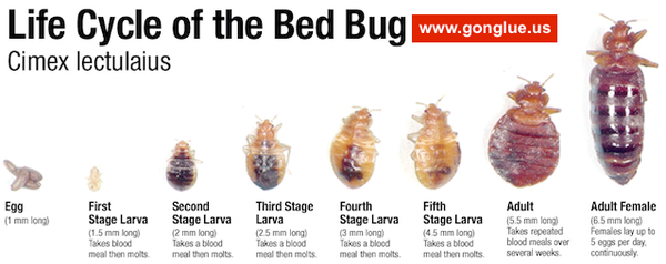 5 如何消灭跳蚤 床虱 臭虫 知乎