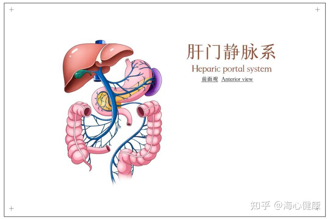 結腸癌肝轉移切不切醫生們說法不一