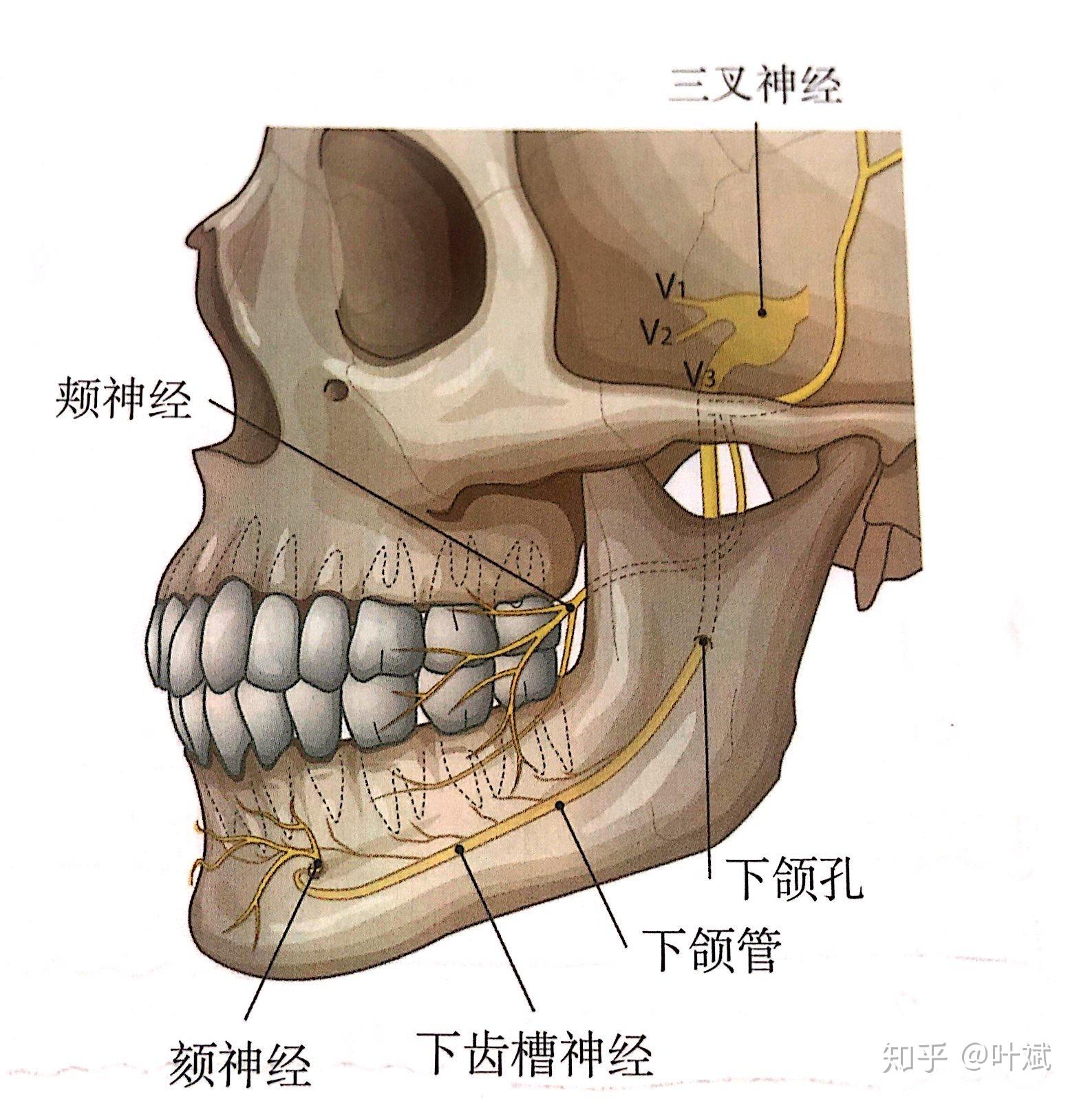 1, 下颌骨缩小手术:下齿槽神经,颏神经,面动脉,面静脉和颌后静脉等