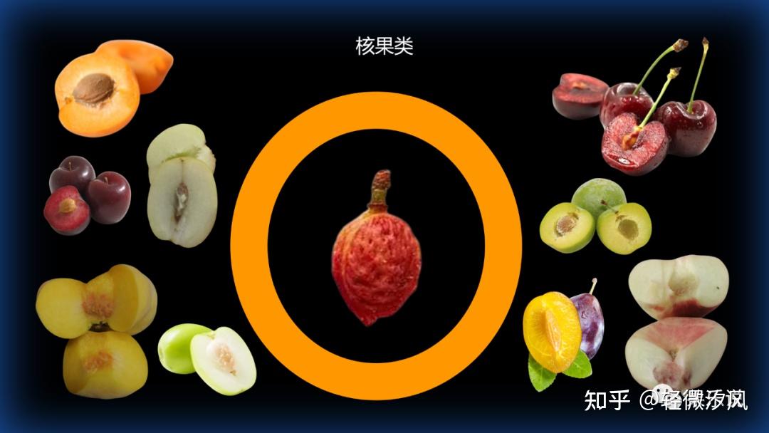 水果基础知识(一):分类 - 知乎
