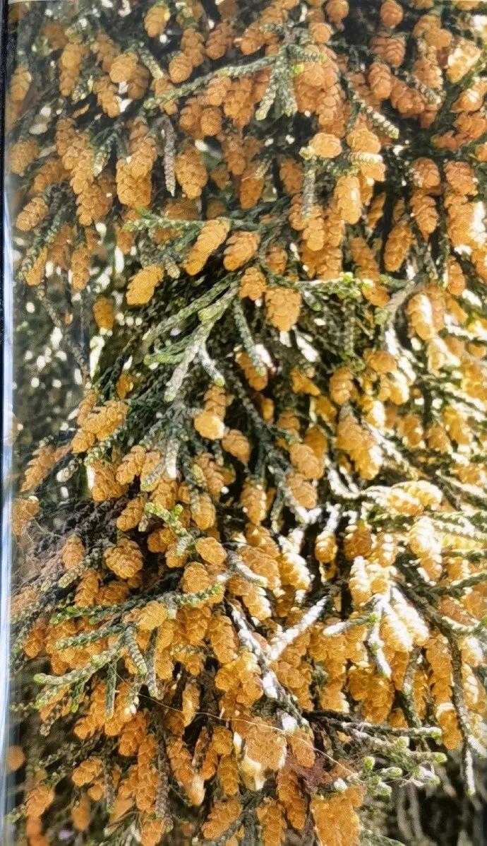喷嚏,圆柏,以及过敏者的过春天 - 知乎