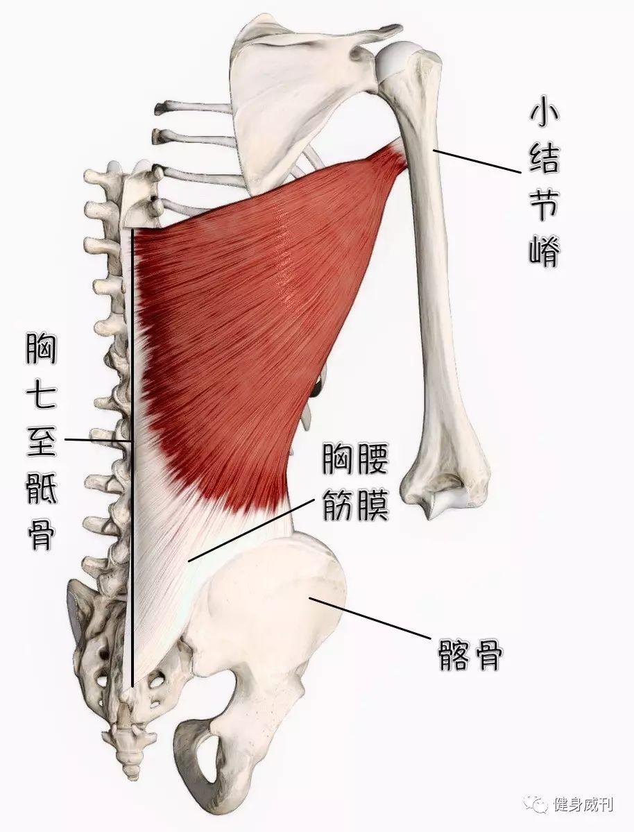 健身大讲堂:背阔肌 - 知乎