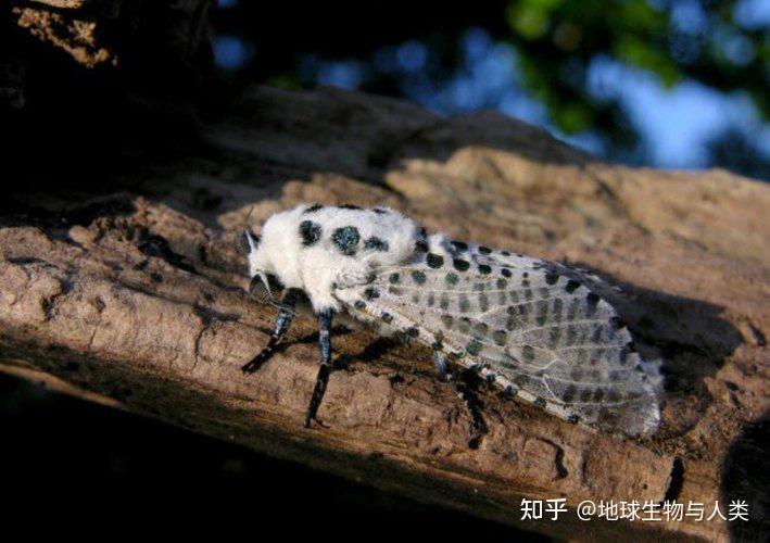 【动物界全系列】木蠹蛾总科—木蠹蛾科 - 知乎