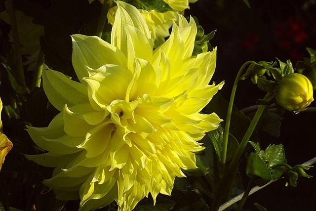 大丽花10大经典品种,开花如碗大,你种了么?