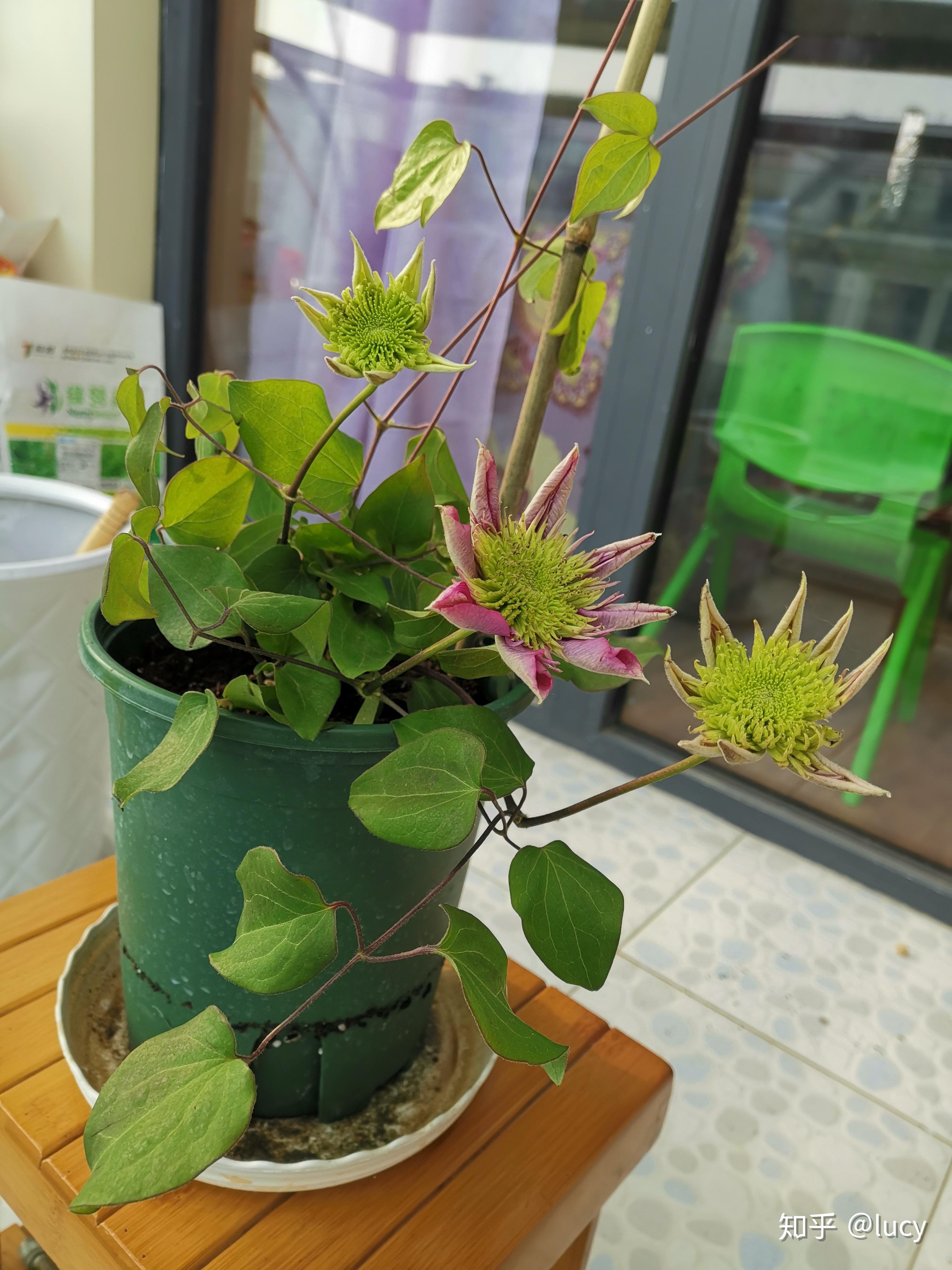 养花记录——铁线莲 针皇