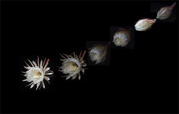 昙花 刹那间的美丽 一瞬间的永恒 知乎