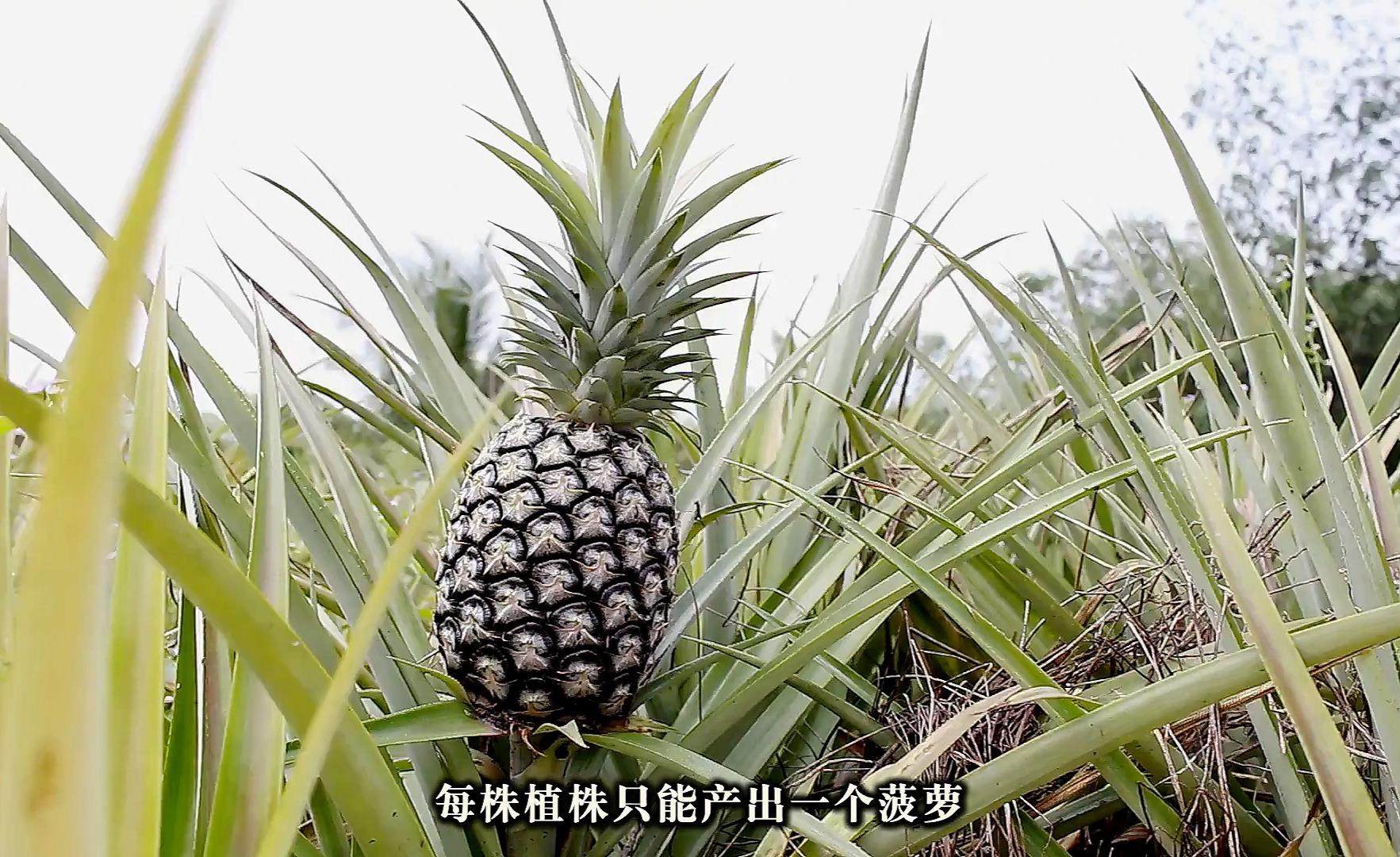 菠萝植物，生长在农场的热带水果，高清摄影大图-千库网