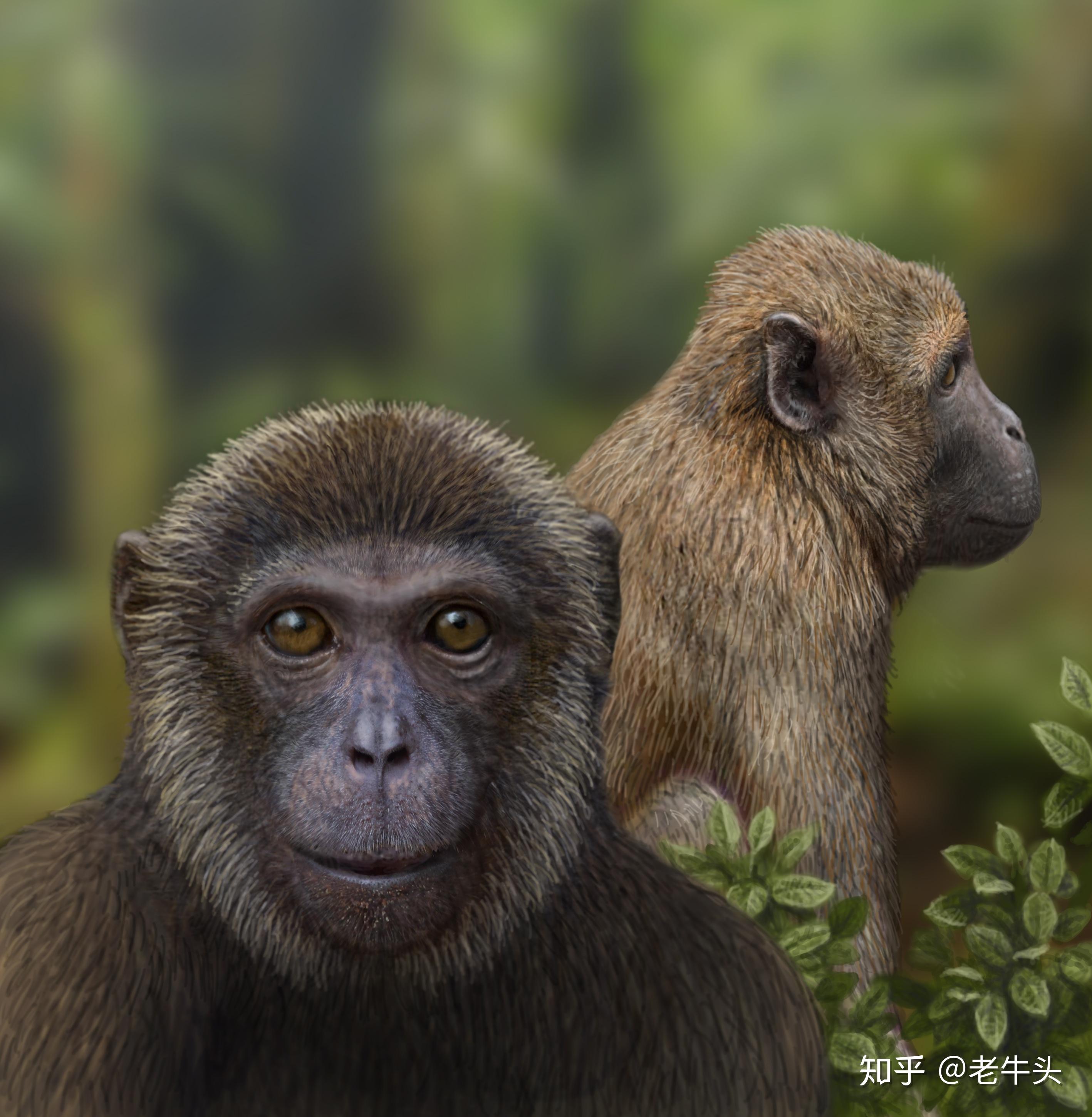 猴的种类大全 v2-da0037dfecedf67d51f285f722785915_r.jpg