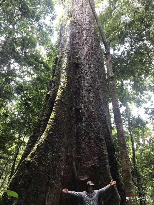 大酋长木风图片