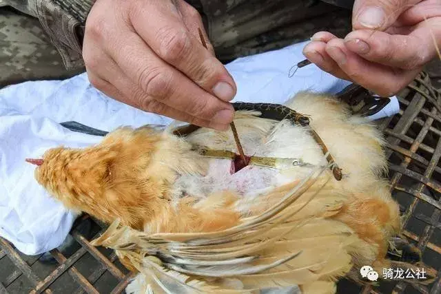 鱼峰往事即将消失的手艺人阉匠