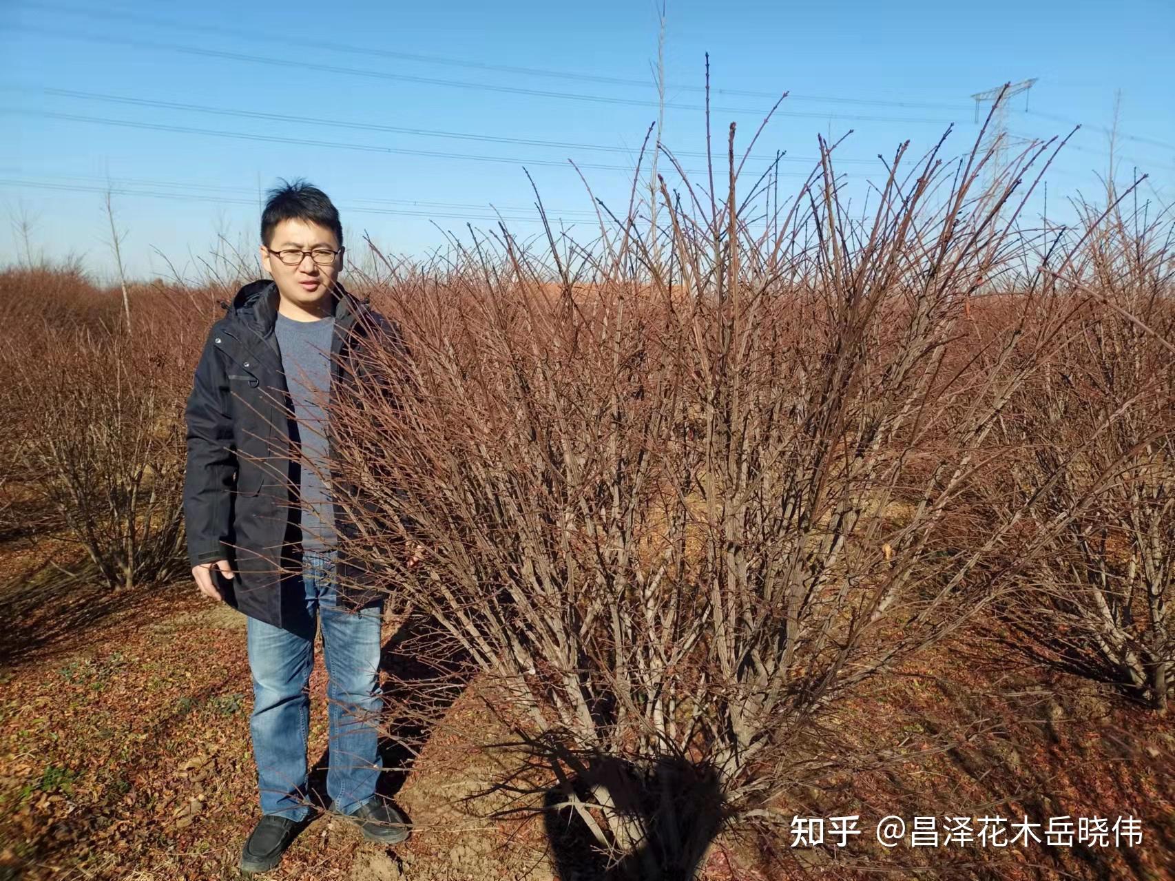 高质量火焰卫矛哪里有卖的火焰卫矛修剪后要如何养护