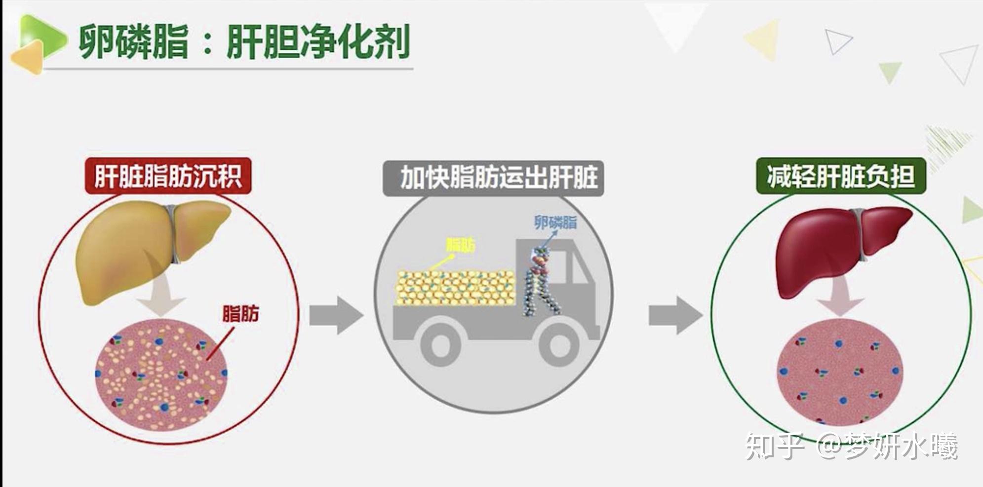 卵磷脂对肝胆的作用 - 知乎