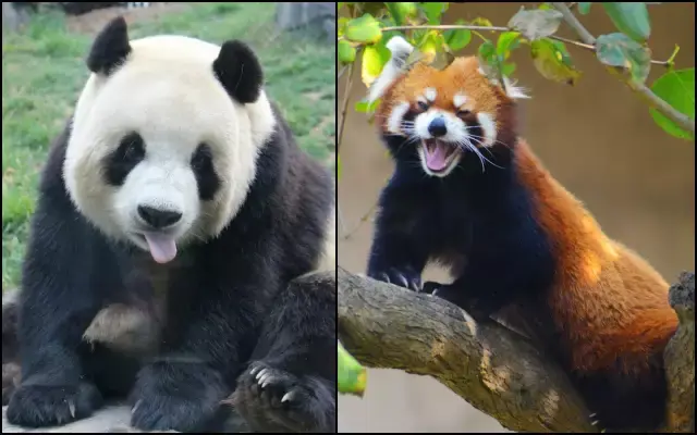 大熊猫和小熊猫八竿子打不着的远房亲戚