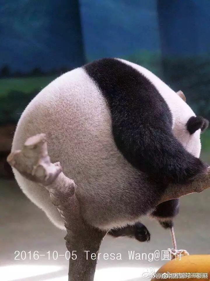 外国人真的很喜欢大熊猫吗?