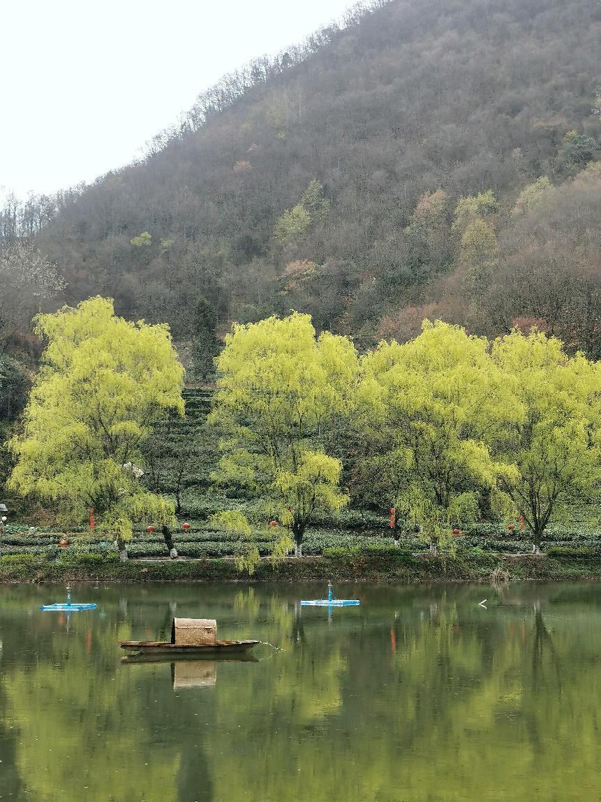 「空山新雨后,茶园翠芽时」