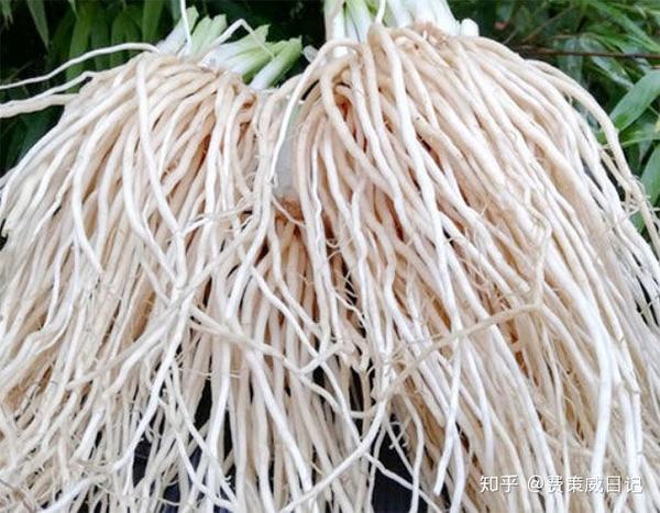 农村野田间的壮阳草根和叶子都补肾男人常吃肾强腰壮可以补肾助阳