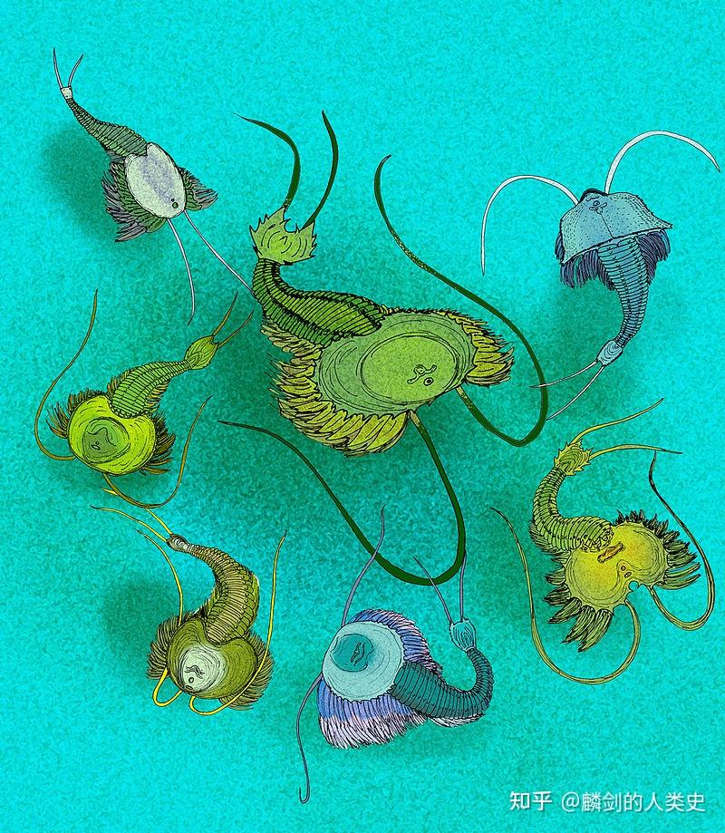 【动物界全系列】鳃足纲—叶足亚纲 - 知乎
