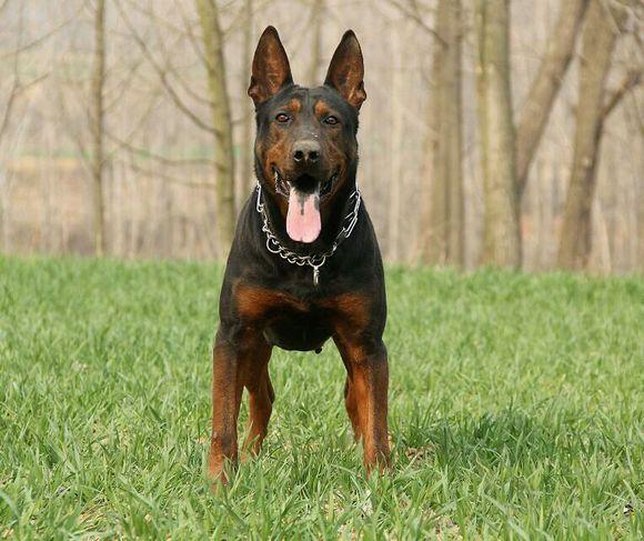 德牧热潮的来临,莱州红犬逐渐失去市场,开始沦落,甚至到了论斤称重的