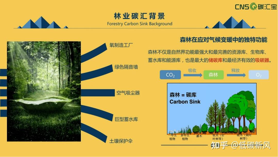 ppt2023国内外林业碳汇发展现状